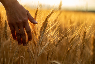 Prayer and the Harvest